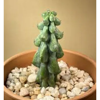 Unique Cactus Plants